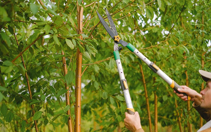 Tree trimming in Junction City, KY